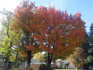 Autumn colors can remind us of the fire of God's Spirit in us!